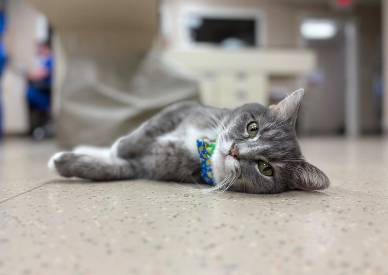 Home | Center for Animal Health | Edwardsburg